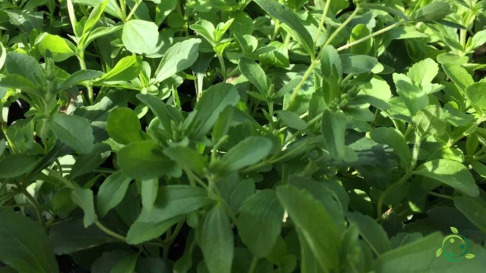 Cómo se reproduce Stevia por semilla, esqueje, período, riego