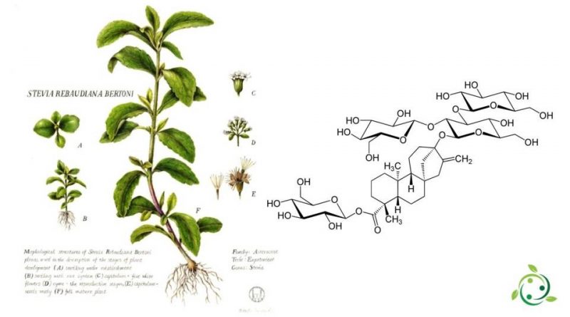 Rebaudioside A