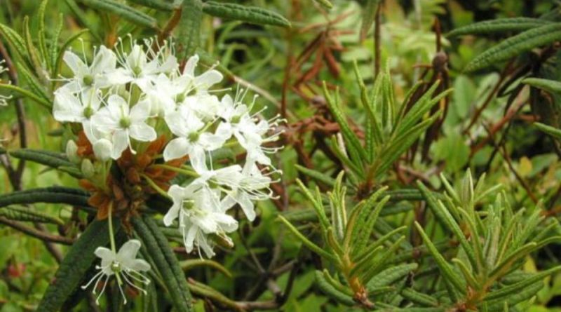 Rhododendron tomentosum