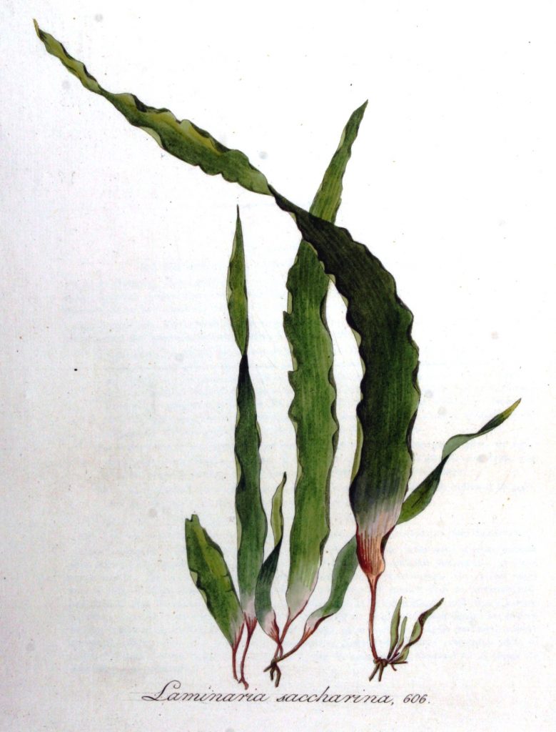 Saccharina latissima Systematics, Etymology, Habitat, Cultivation