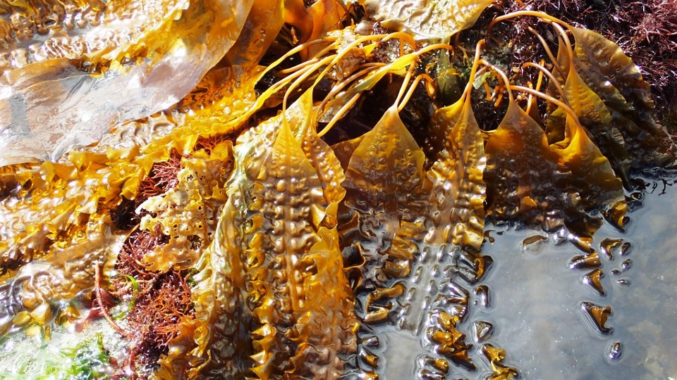 Saccharina latissima Systematics, Etymology, Habitat, Cultivation