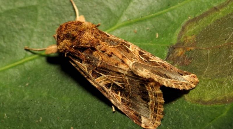 Spodoptera littoralis