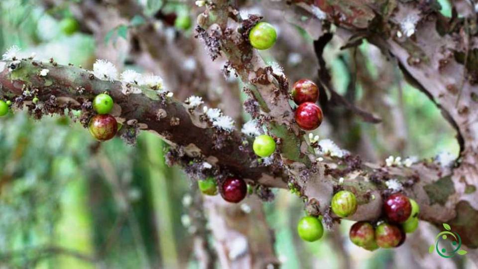 Cauliflower definition, meaning, origin, genesis, adaptations