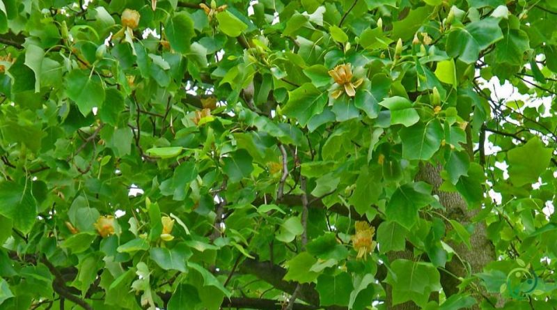 Come si coltiva l’Albero dei tulipani