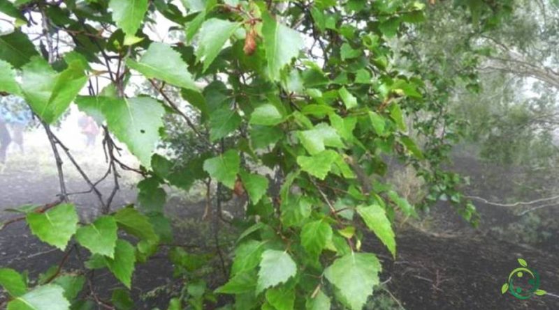 Come si coltiva la Betulla dell'Etna