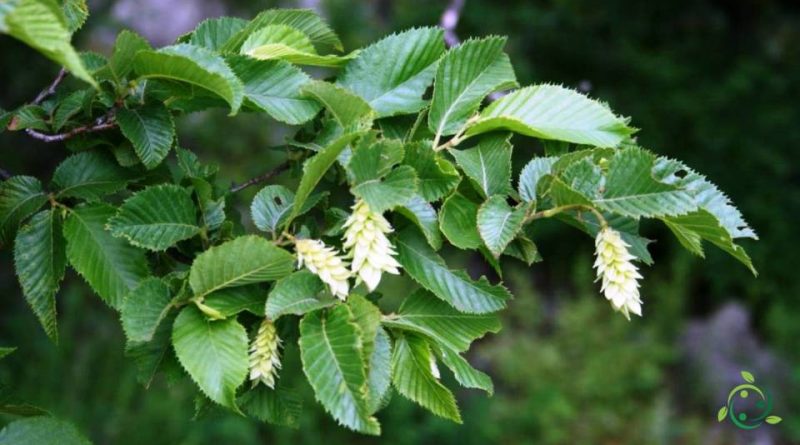 Come si coltiva il Carpino nero