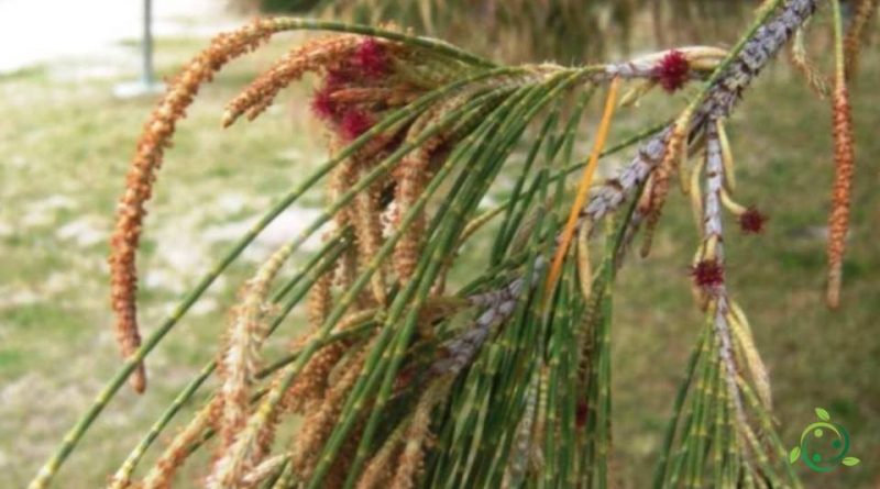 Come si coltiva la Casuarina comune