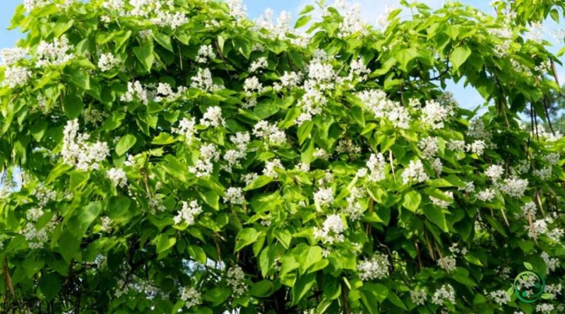 Come si coltiva la Catalpa