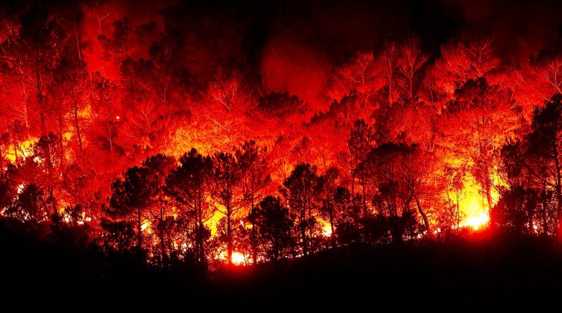 Incendi e responsabilità politica