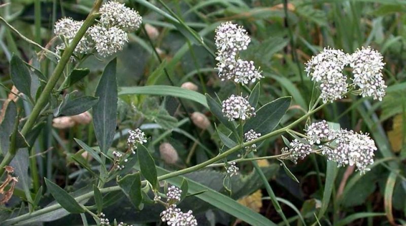 Lepidium latifolium