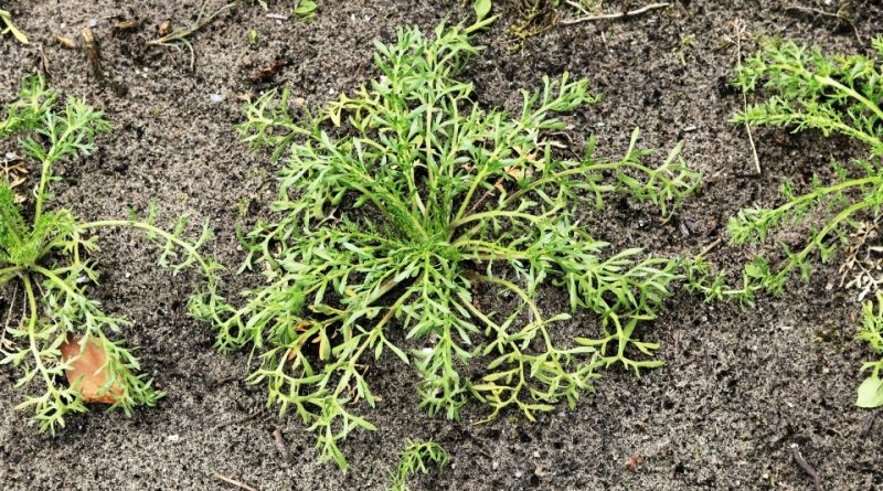 Lepidium meyenii