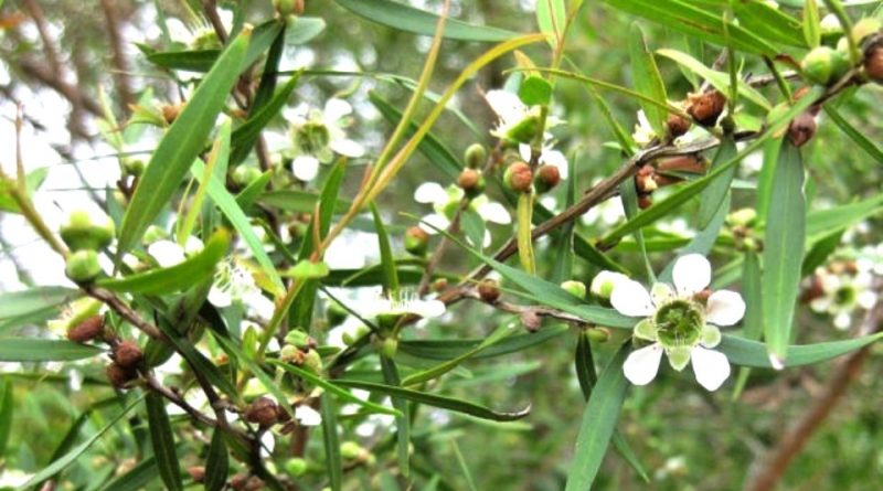 Leptospermum petersonii