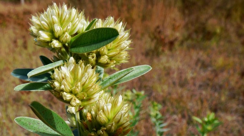 Lespedeza capitata