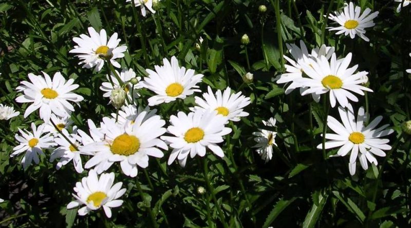 Leucanthemum vulgare