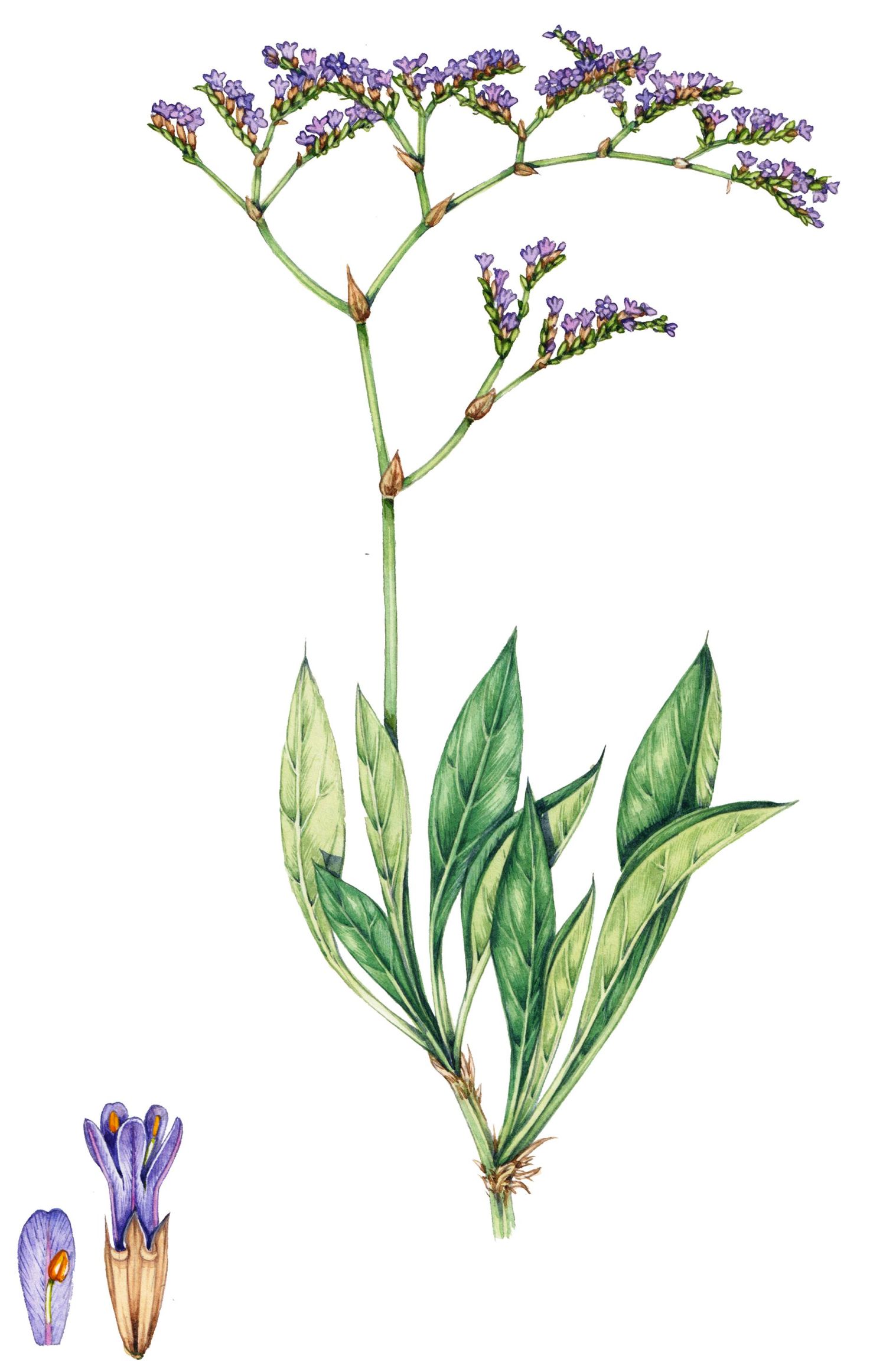 Limonium narbonense: Systematics, Habitat, Cultivation