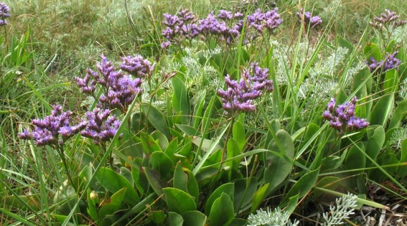 Limonium narbonense