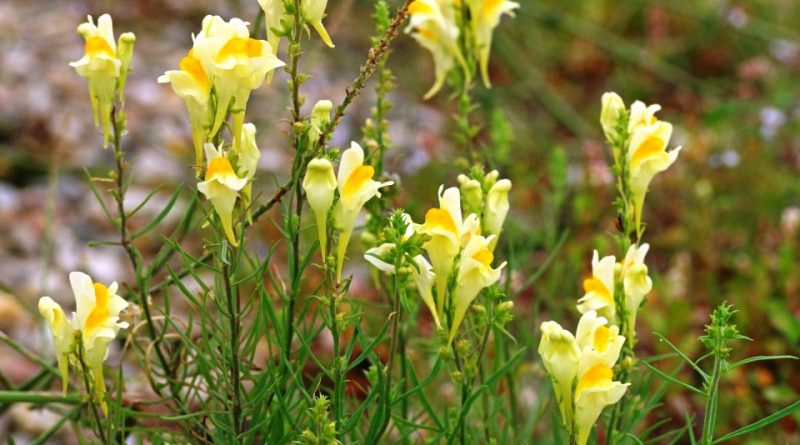 Linaria vulgaris