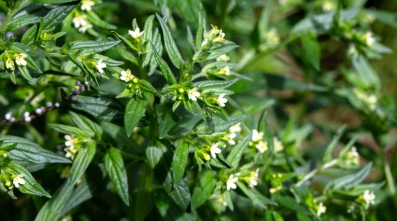 Lithospermum officinale