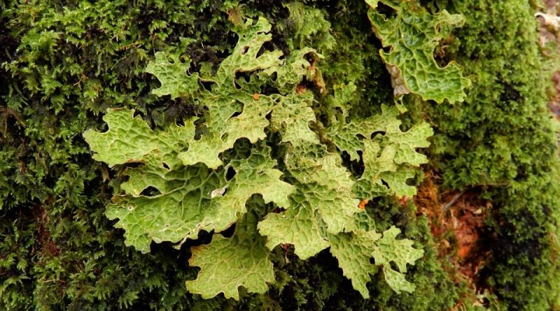 Lobaria pulmonaria