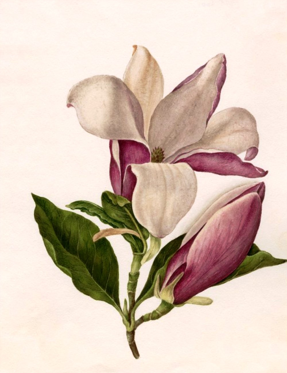 Magnolia officinalis: Sistemática, Etimología, Hábitat, Cultivo