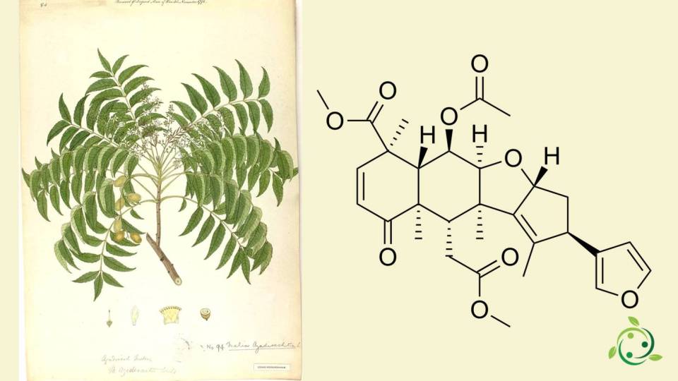 Nimbin chemical formula, properties, uses, occurrence in nature