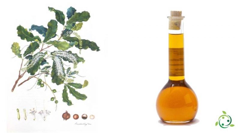 Olio di macadamia