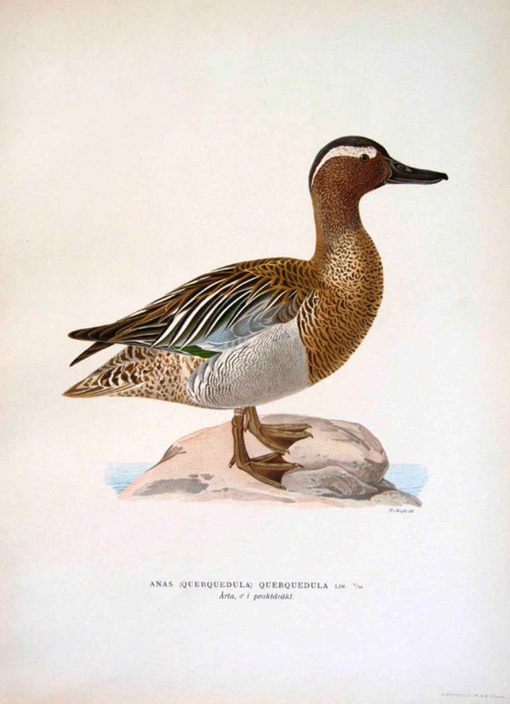 Spatula querquedula Sistematica, Habitat, Biologia, Ecologia