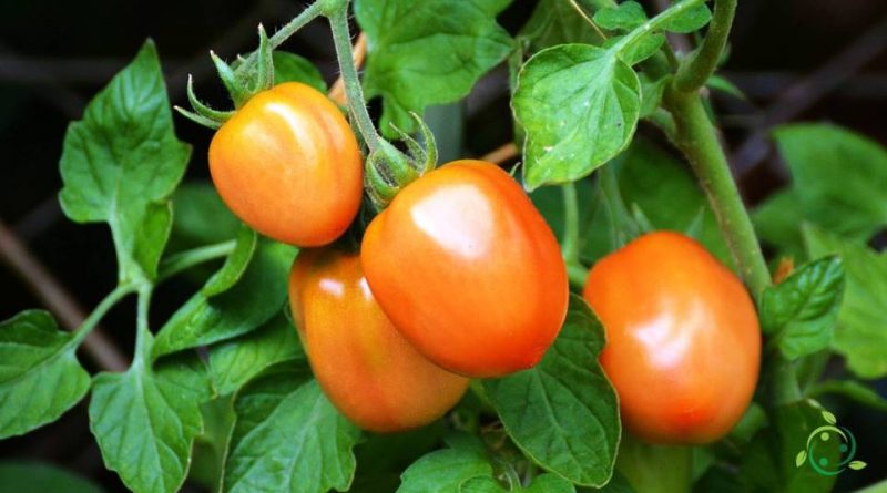 Valore nutrizionale dei pomodori