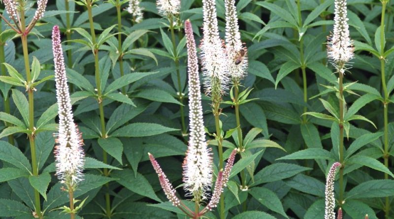 Veronicastrum virginicum