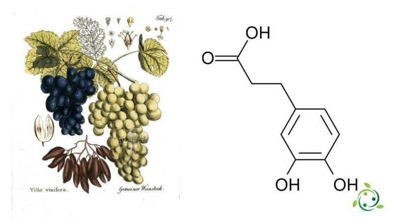 Acido diidrocaffeico