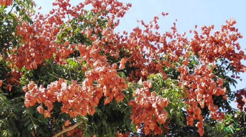 Come si coltiva l’Albero dorato della pioggia