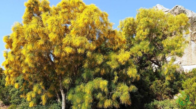 Come si coltiva la Ginestra dell’Etna