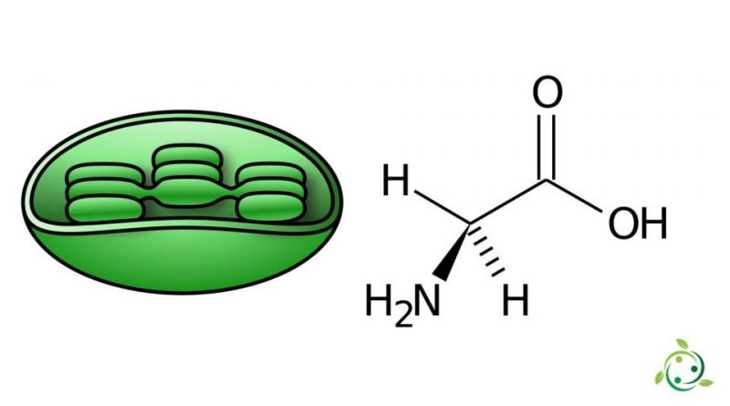 Glicina