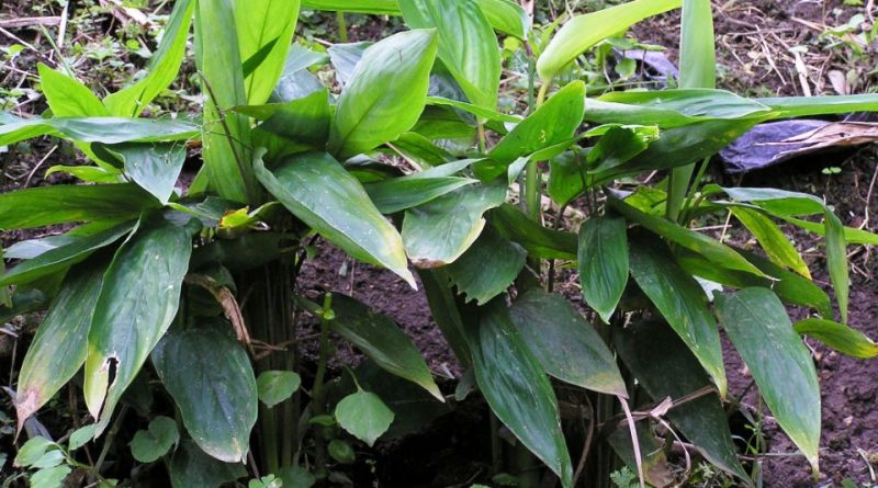 Maranta arundinacea: Systematics, Habitat, Cultivation