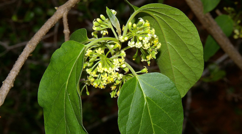 Marsdenia cundurango