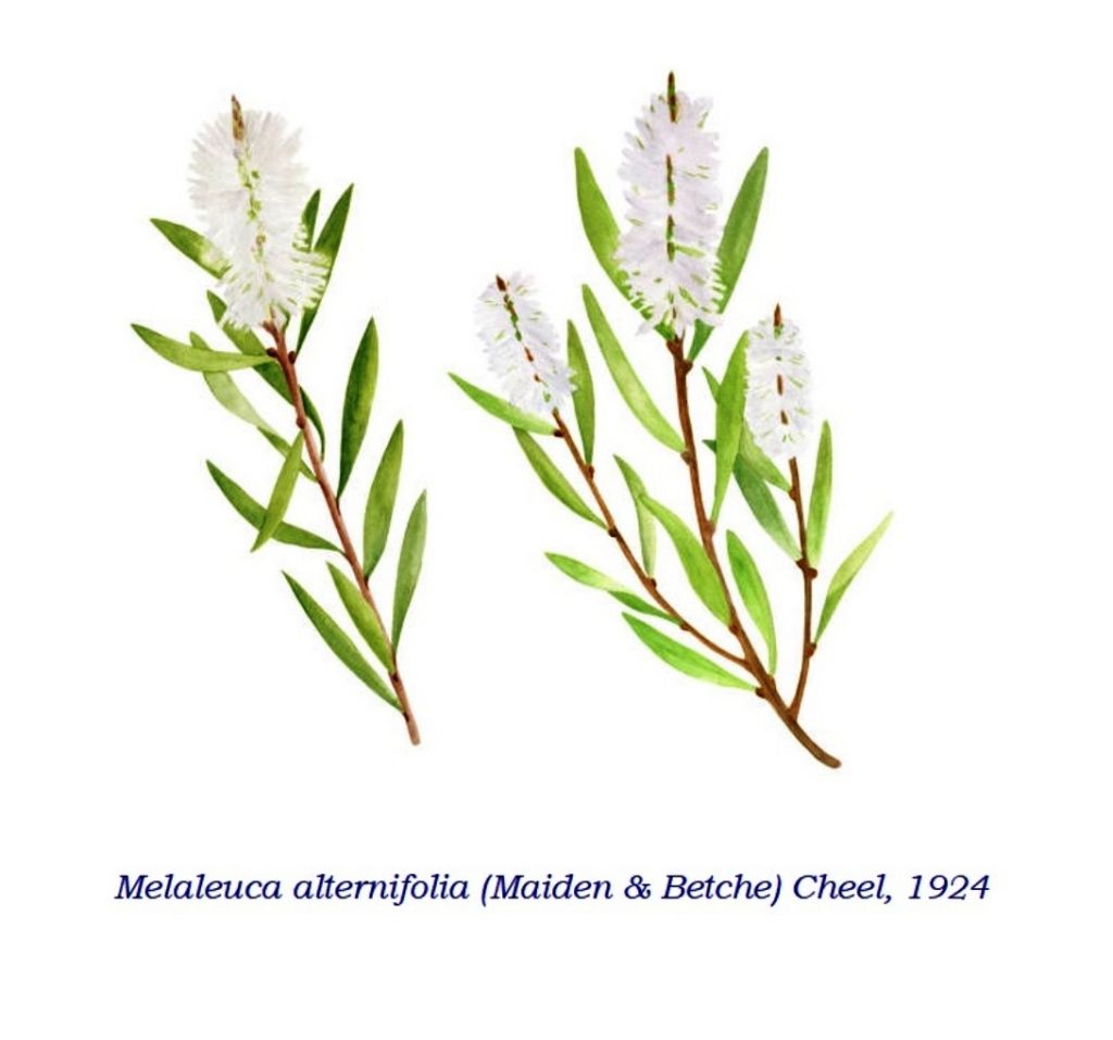 Melaleuca alternifolia: Systematics, Habitat, Cultivation