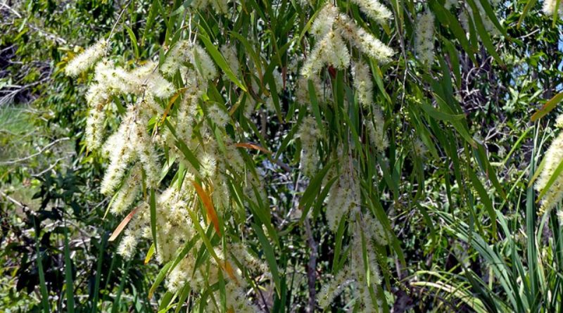 Melaleuca leucadendra