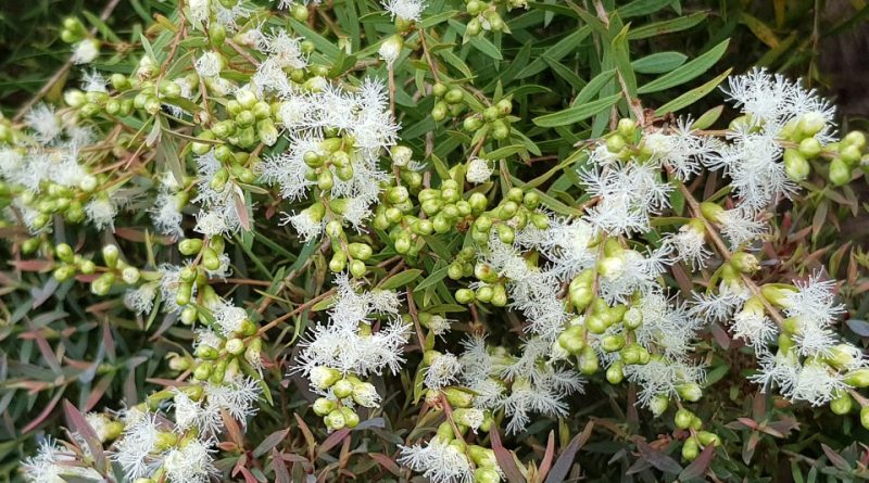 Melaleuca linariifolia