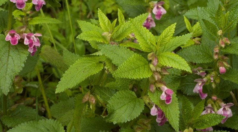 Melittis melissophyllum