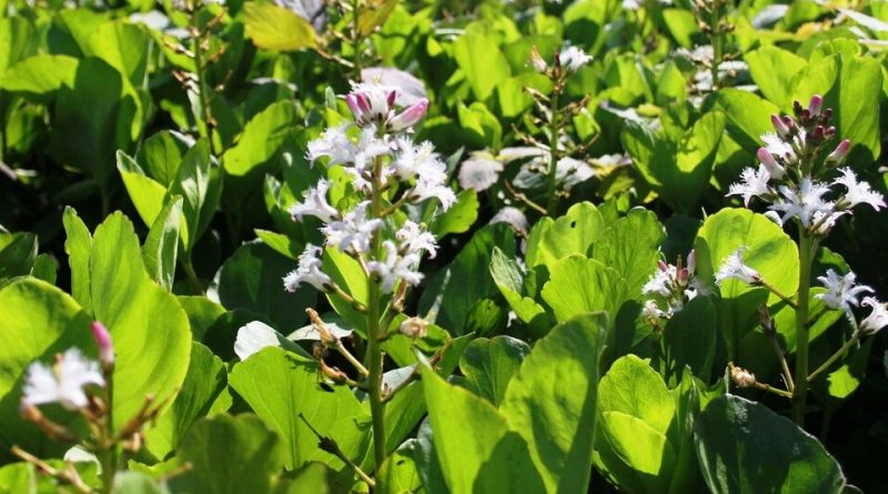 Menyanthes trifoliata