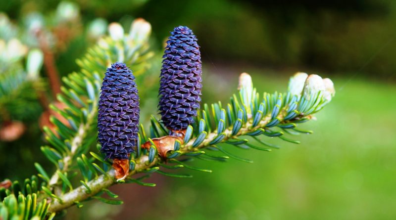 Pinaceae