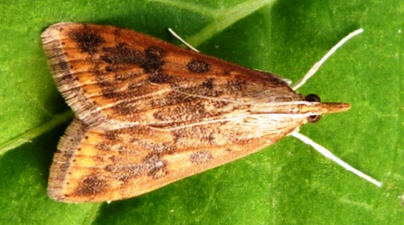 Udea ferrugalis