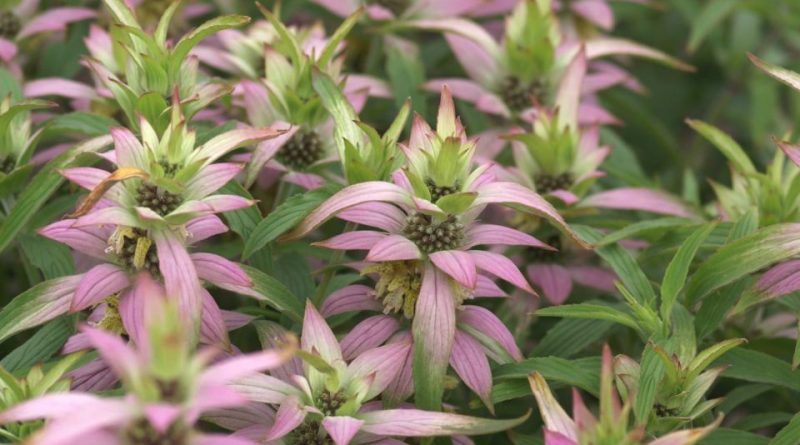 Monarda punctata