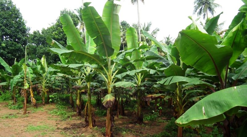 Musa Rolomana Musa x paradisiaca: Sistemática, Etimología, Hábitat, Cultivo