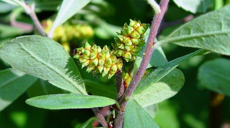 Myrica gale