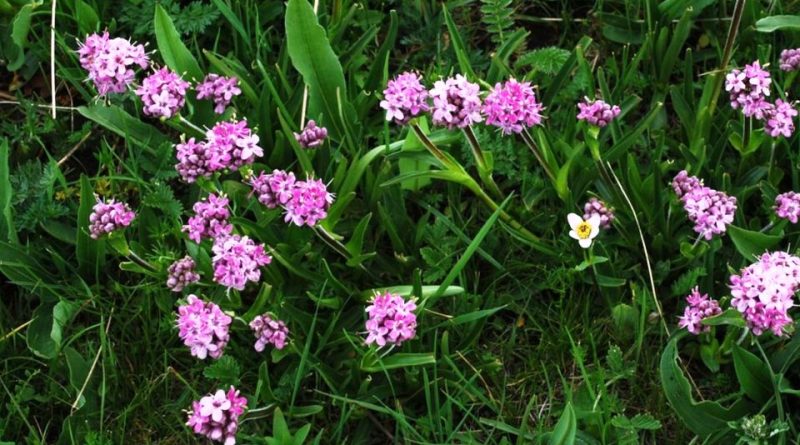 Nardostachys jatamansi