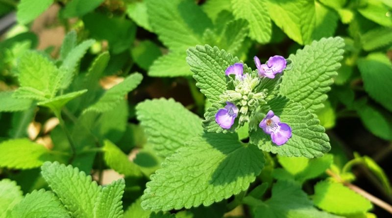 Nepeta cataria