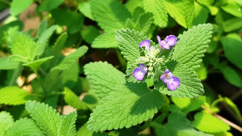 Nepeta cataria: Sistemática, Etimología, Hábitat, Cultivo...