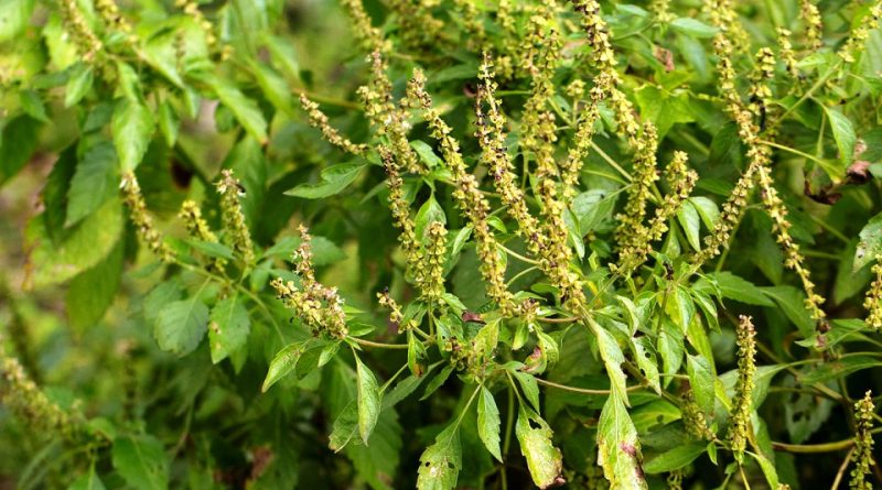 Ocimum gratissimum