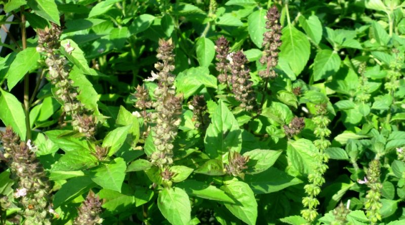 Ocimum tenuiflorum